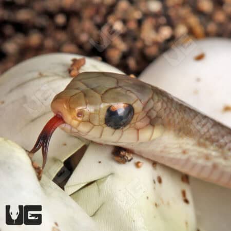 Madagascar Blonde Hognose Snake For Sale - Underground Reptiles