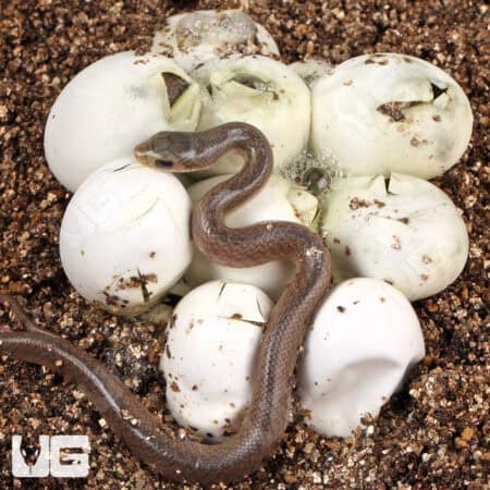 Madagascar Blonde Hognose Snake For Sale - Underground Reptiles