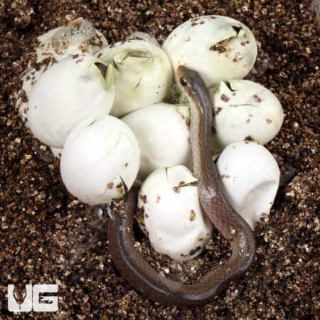 Madagascar Blonde Hognose Snake For Sale - Underground Reptiles