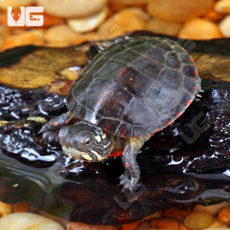 Baby Eastern Painted Turtles For Sale - Underground Reptiles