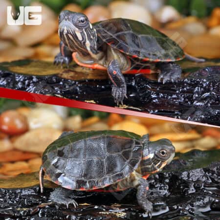 Baby Eastern Painted Turtles For Sale - Underground Reptiles