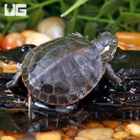 Baby Eastern Painted Turtles For Sale - Underground Reptiles