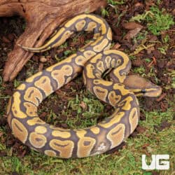 Baby Female Orange Ghost Ball Python For Sale - Underground Reptiles