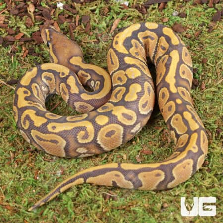 Baby Female Orange Ghost Ball Python For Sale - Underground Reptiles