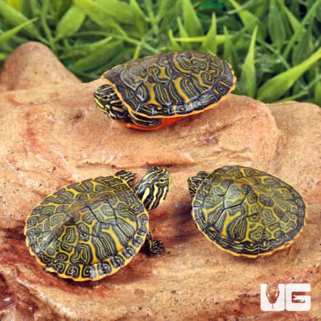 Florida Red Belly Slider Turtles For Sale - Underground Reptiles