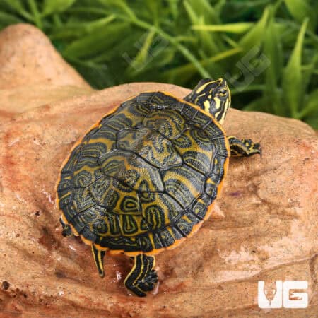 Florida Red Belly Slider Turtles For Sale - Underground Reptiles