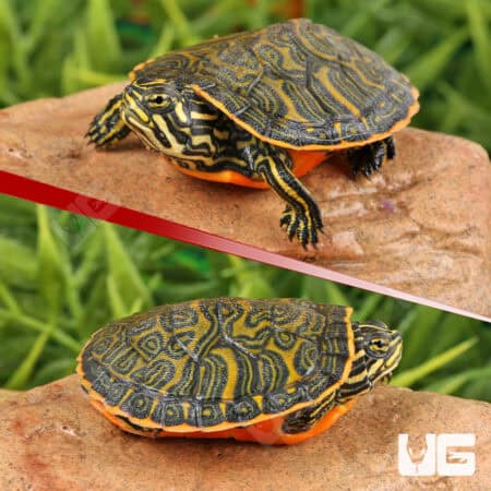 Florida Red Belly Slider Turtles For Sale - Underground Reptiles