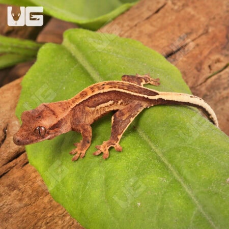 Baby Pinstripe Crested Geckos For Sale - Underground Reptiles