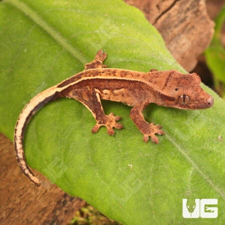 Baby Pinstripe Crested Geckos For Sale - Underground Reptiles