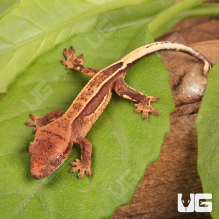 Baby Pinstripe Crested Geckos For Sale - Underground Reptiles