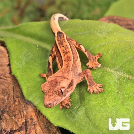 Baby Pinstripe Crested Geckos For Sale - Underground Reptiles
