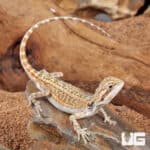 Baby Genetic Stripe Bearded Dragon (Pogona vitticeps)