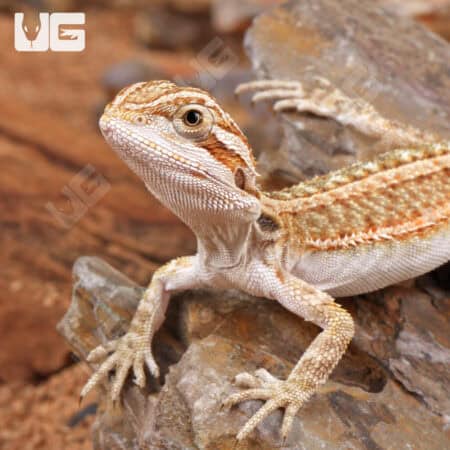 Baby Genetic Stripe Bearded Dragon (Pogona vitticeps)