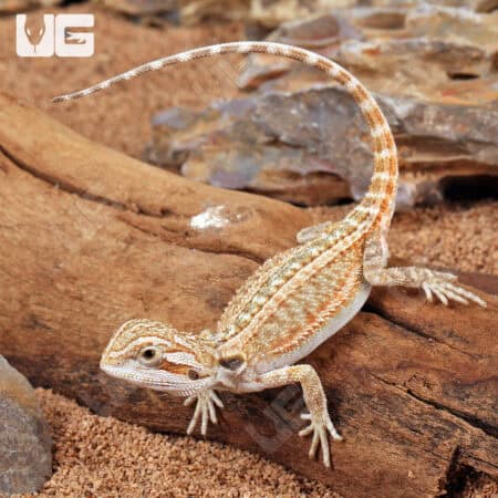 Baby Genetic Stripe Bearded Dragon (Pogona vitticeps)