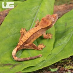 Baby Harlequin Crested Gecko For Sale - Underground Reptiles