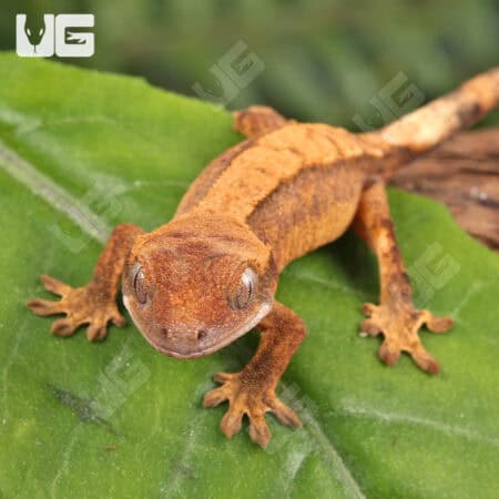Baby Harlequin Crested Gecko For Sale - Underground Reptiles