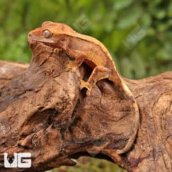 Baby Harlequin Crested Gecko For Sale - Underground Reptiles