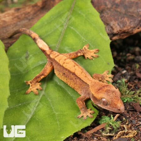 Baby Harlequin Crested Gecko For Sale - Underground Reptiles