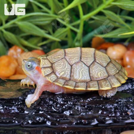 Baby Hybino Red Ear Slider Turtles (Trachemys scripta elegans) For Sale - Underground Reptiles