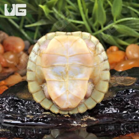 Baby Hybino Red Ear Slider Turtles (Trachemys scripta elegans) For Sale - Underground Reptiles