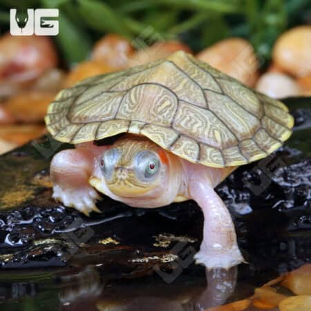 Baby Hybino Red Ear Slider Turtles (Trachemys scripta elegans) For Sale - Underground Reptiles