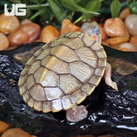 Baby Hybino Red Ear Slider Turtles (Trachemys scripta elegans) For Sale - Underground Reptiles