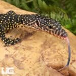 Baby Indonesian Mangrove Monitor For Sale - Underground Reptiles