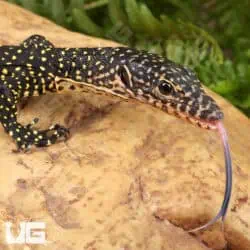 Baby Indonesian Mangrove Monitor For Sale - Underground Reptiles