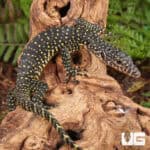 Baby Indonesian Mangrove Monitor For Sale - Underground Reptiles