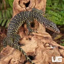 Baby Indonesian Mangrove Monitor For Sale - Underground Reptiles