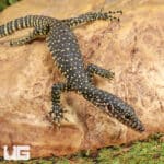 Baby Indonesian Mangrove Monitor For Sale - Underground Reptiles