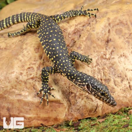 Baby Indonesian Mangrove Monitor For Sale - Underground Reptiles