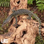 Baby Indonesian Mangrove Monitor For Sale - Underground Reptiles
