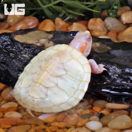 Baby Leubino Red Ear Slider Turtles For Sale - Underground Reptiles
