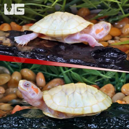 Baby Leubino Red Ear Slider Turtles For Sale - Underground Reptiles