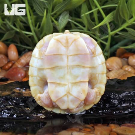 Baby Leubino Red Ear Slider Turtles For Sale - Underground Reptiles
