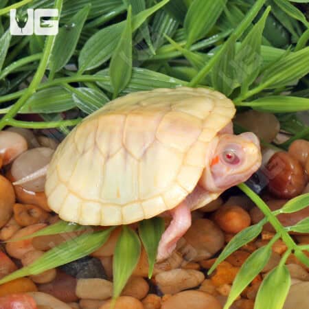 Baby Leubino Red Ear Slider Turtles For Sale - Underground Reptiles