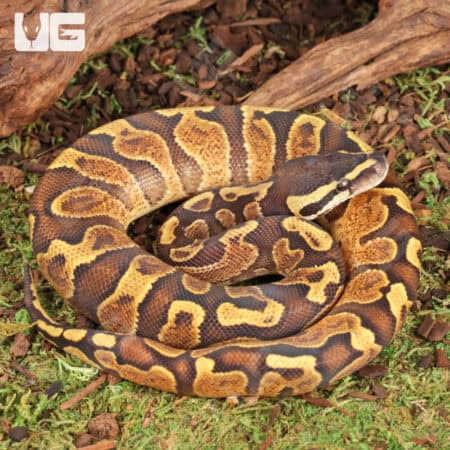 Baby Male Enchi GHI OD Ball Python For Sale - Underground Reptiles