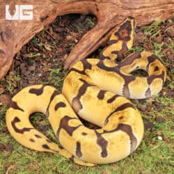 Baby Male OD Enchi Red Stripe Het Clown Ball Python For Sale - Underground Reptiles