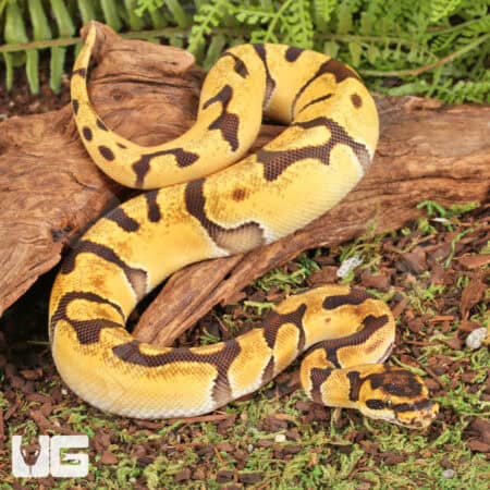 Baby Male OD Enchi Red Stripe Het Clown Ball Python For Sale - Underground Reptiles