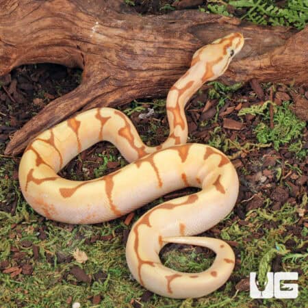 Baby Male OD Spider Enchi Ball Python For Sale - Underground Reptiles
