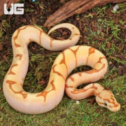 Baby Male OD Spider Enchi Ball Python For Sale - Underground Reptiles