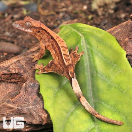 Partial Pinstripe Crested Geckos For Sale - Underground Reptiles