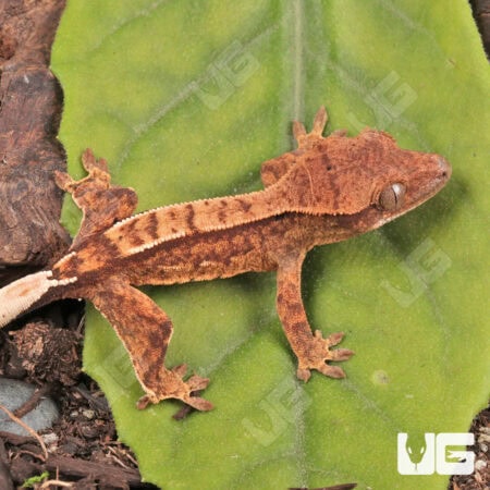 Partial Pinstripe Crested Geckos For Sale - Underground Reptiles