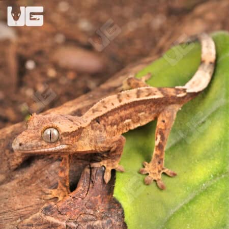 Partial Pinstripe Crested Geckos For Sale - Underground Reptiles