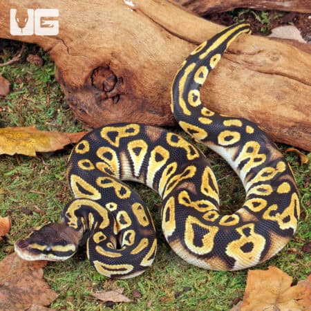 Baby Pastel Bongo Het Clown Ball Python For Sale - Underground Reptiles