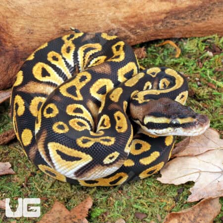 Baby Pastel Bongo Het Clown Ball Python For Sale - Underground Reptiles