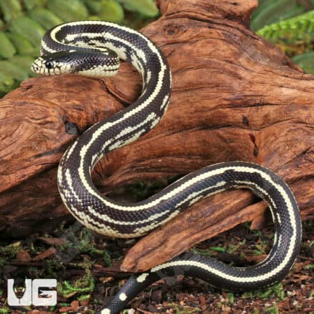 Baby Reverse Striped California Kingsnakes For Sale - Underground Reptiles