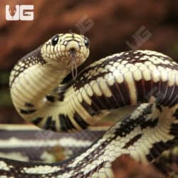 Baby Reverse Striped California Kingsnakes For Sale - Underground Reptiles