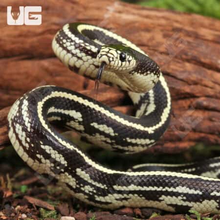 Baby Reverse Striped California Kingsnakes For Sale - Underground Reptiles